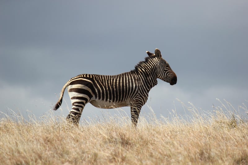 African Safari